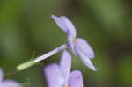 Creeping phlox